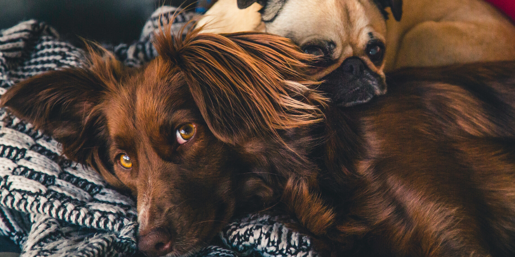 Tips for Washing Your Pet