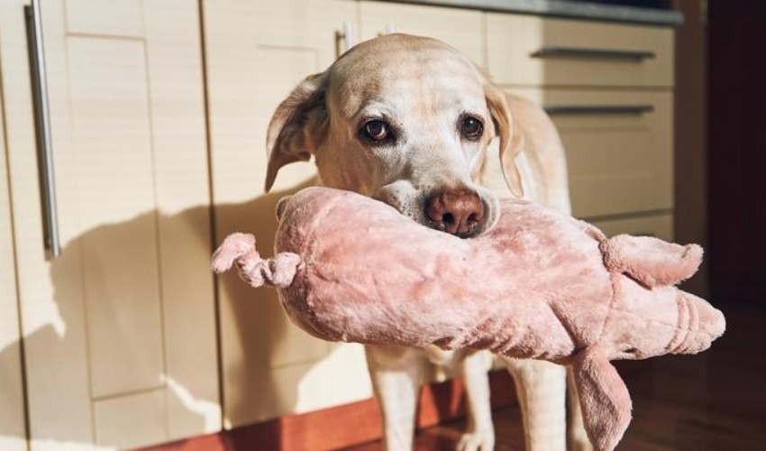 Perfect Dog Stuffing Treats