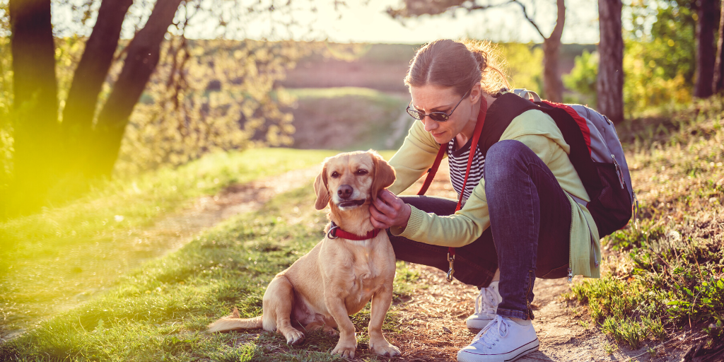 Summer Season Allergies in Dogs
