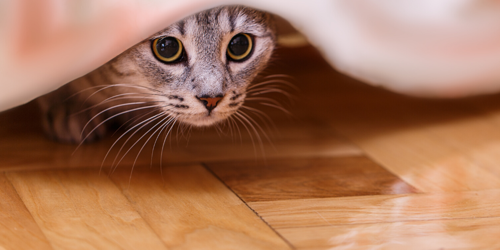 Tips to Help Calm Your Pets During Storms