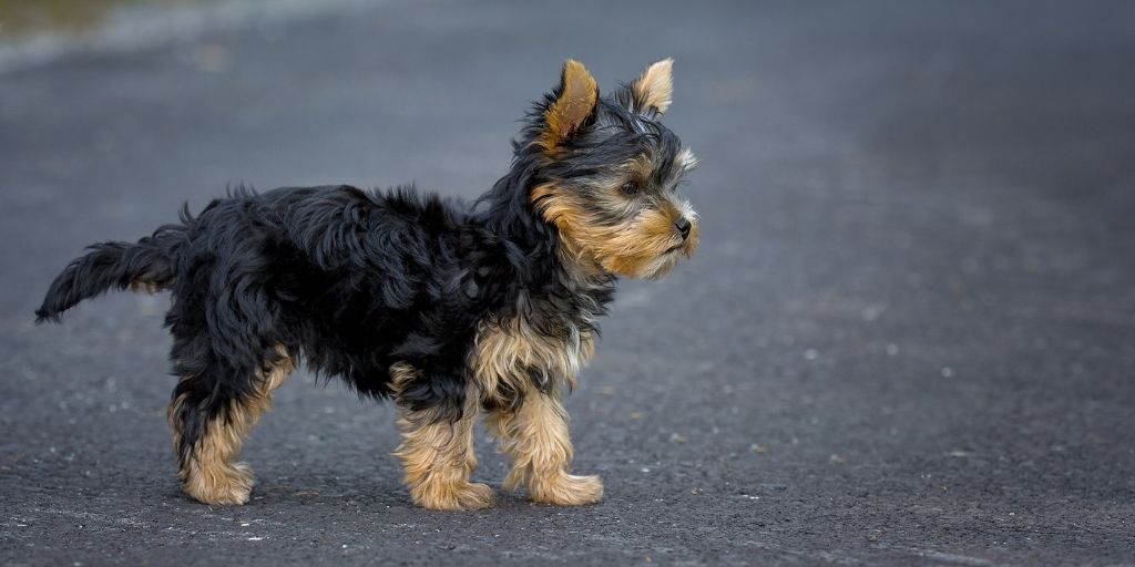 6 Tips to Protect Your Dog’s Paws From Hot Pavement