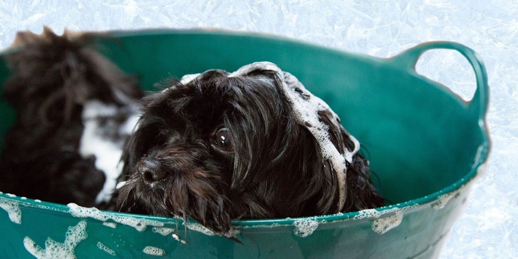 Tips for Washing Your Pet