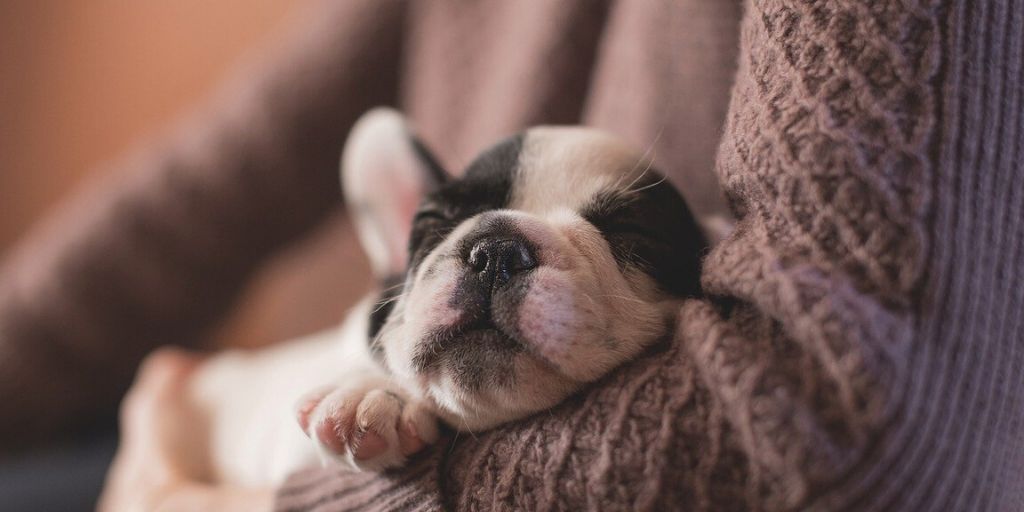 What Should You Feed Fido? Regular Vs. Grain-Free Dog Food