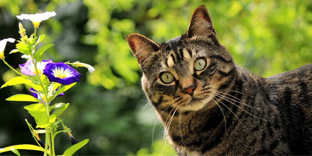Spring Pet Care Tips