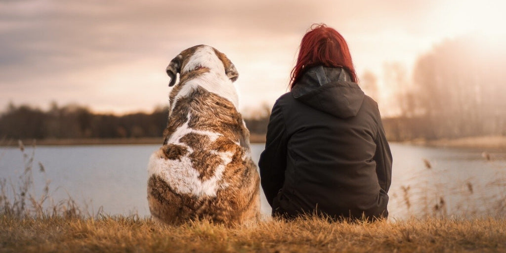 Heartworm Prevention in Pets
