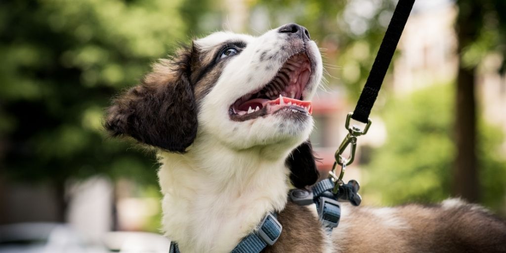 Walking Your Dog: 4 Simple Ways to Keep it Interesting