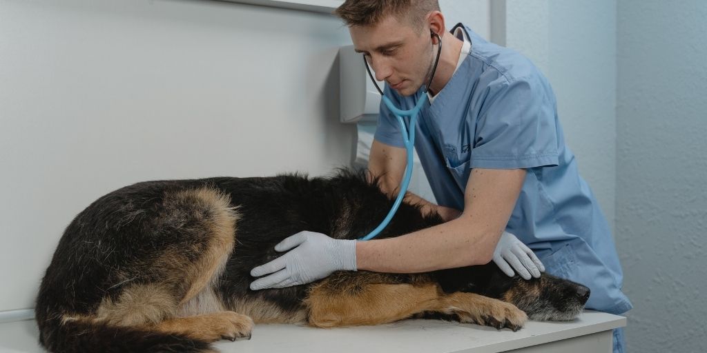 How to Treat Ringworm in Dogs and Cats