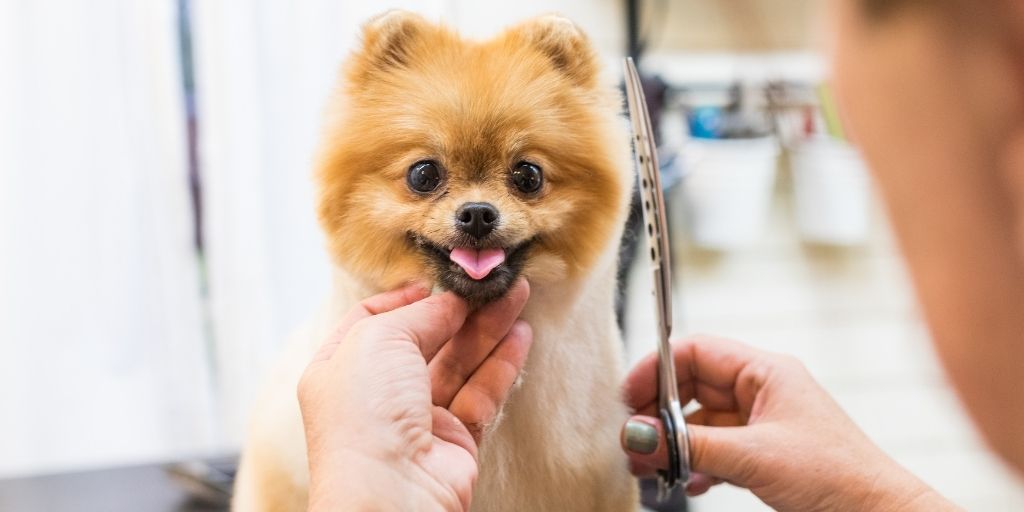 If You're Shaving Your Dog – Don't!