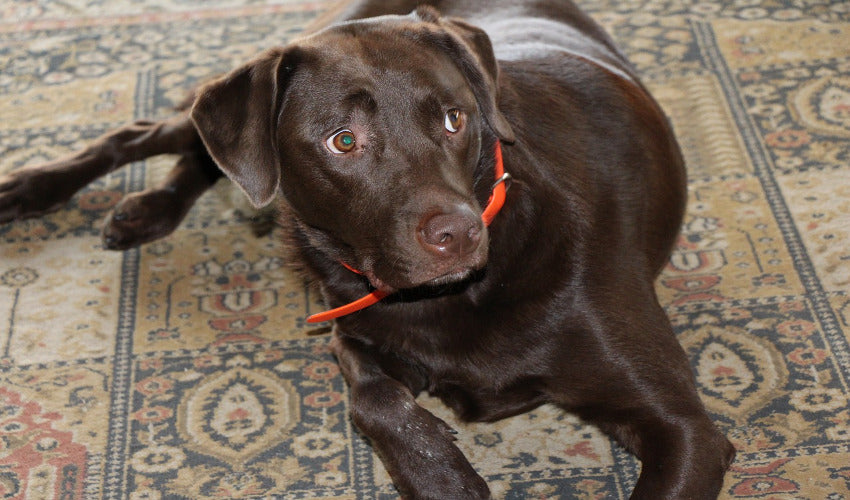 Avoiding Accidents Inside: Urine Trouble For Pets