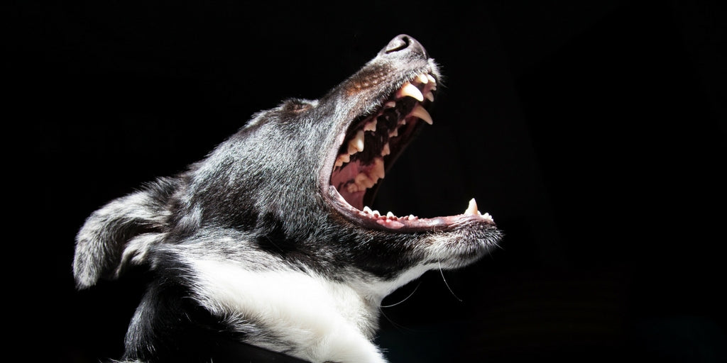 5 Tips For Dealing With Bullies