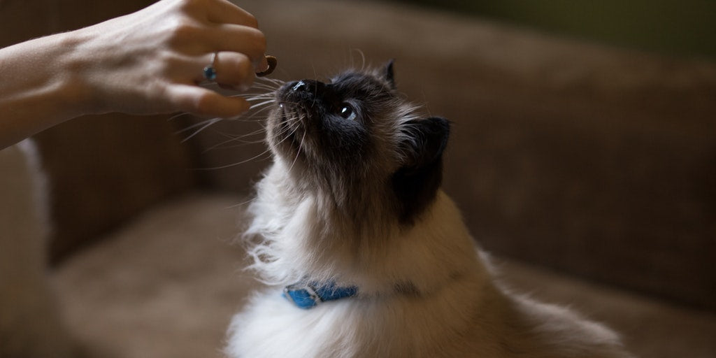 Cat Treats - Good Or Bad?