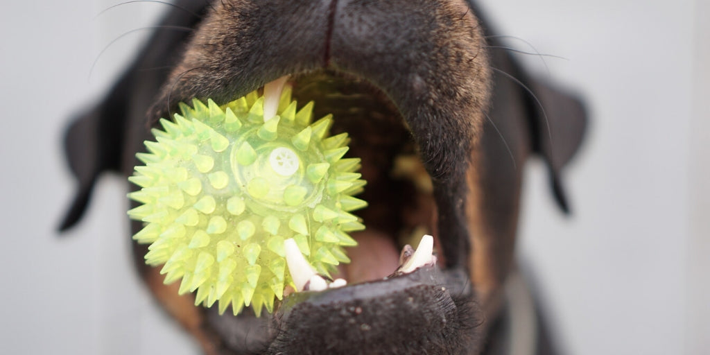 How Often Should I Clean My Pet's Teeth?