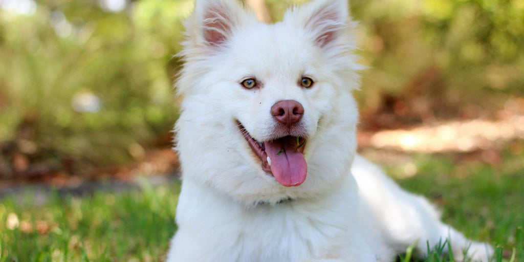 Keep Your Pets Cool in the Heat With These Tips