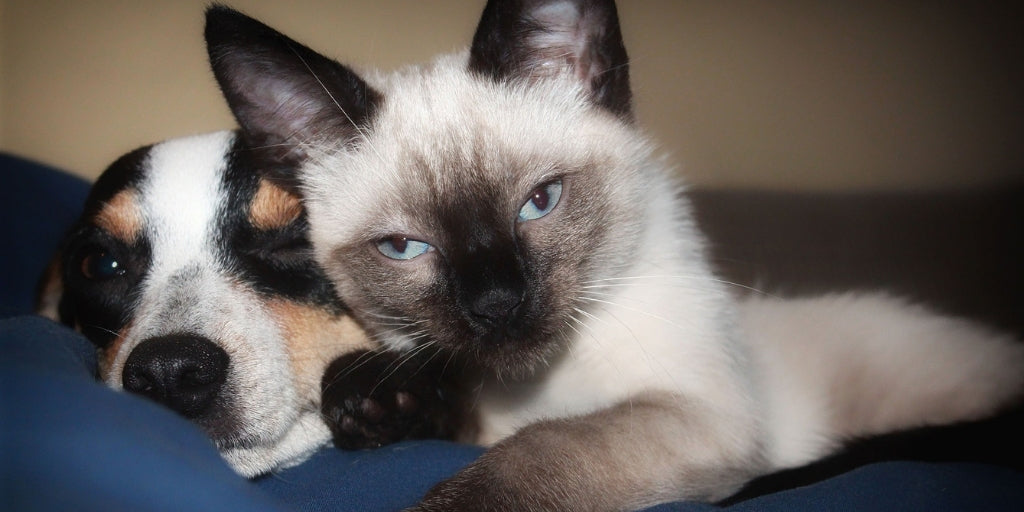 October: Tips for National Pet Wellness Month