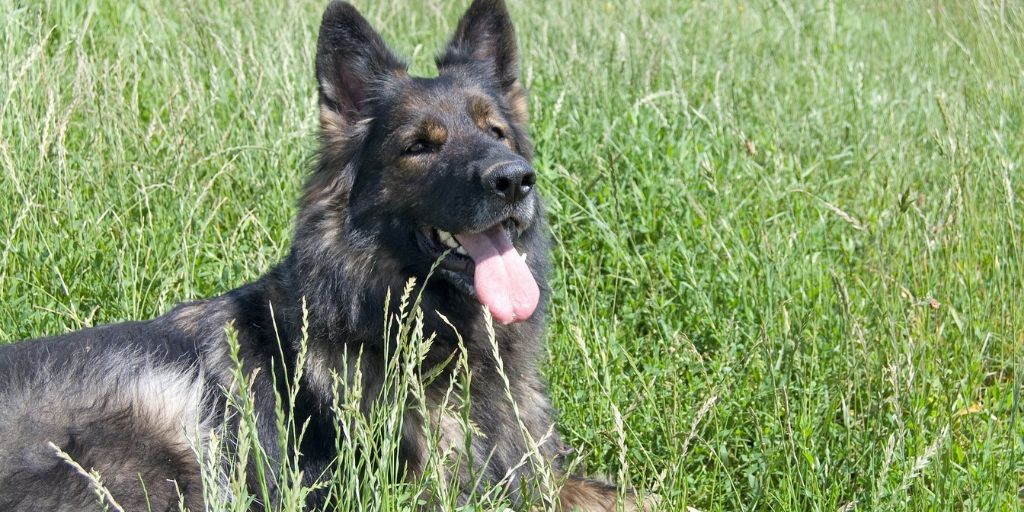 Keeping Your Pet Cool When the Weather Gets Hot