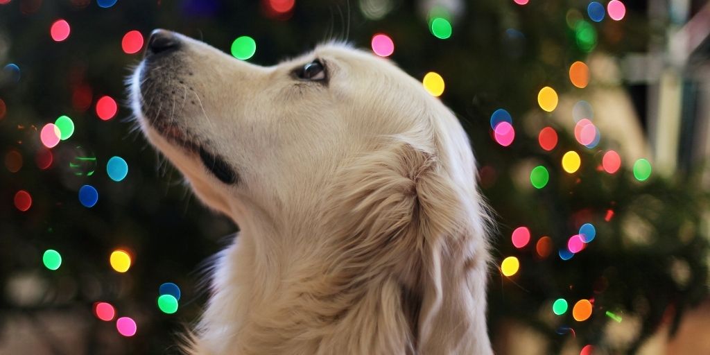 Holiday Gifts for Pets