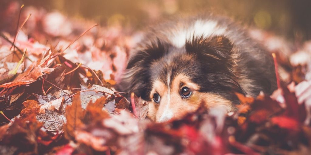 Fall Pet Safety Tips