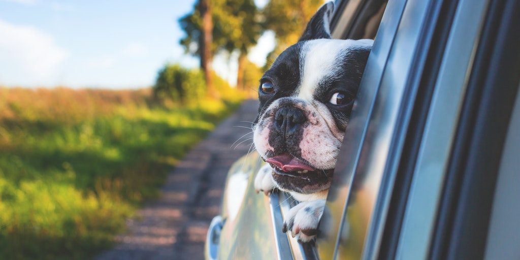 5 Essential Holiday Travel Tips for Pet Owners