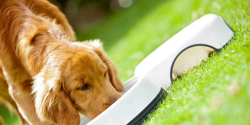 What to Consider When Buying Dog Food