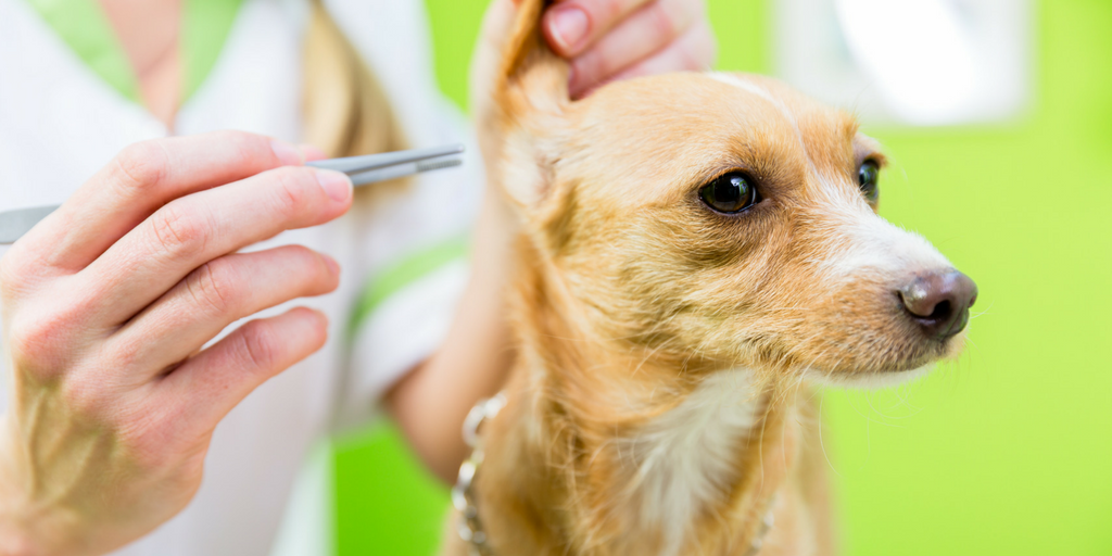 Pet Care: Grooming Your Dog