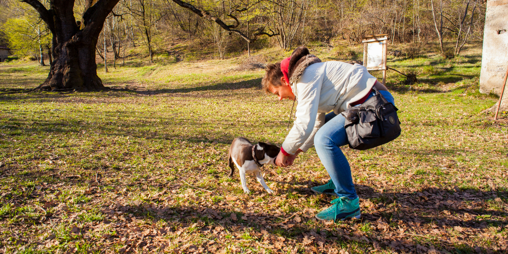 5 Tips For Dealing With Dog Park Bullies