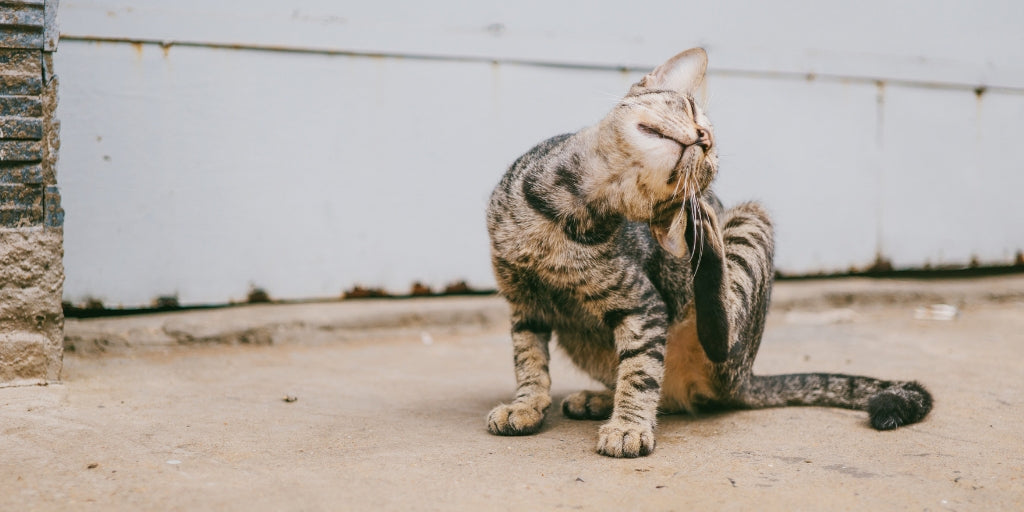 Flea and Tick Prevention During the Winter Months