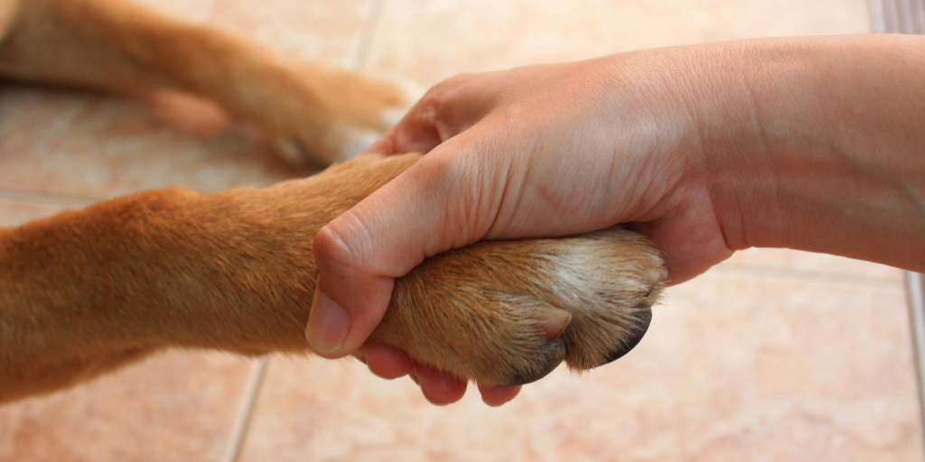 Dog Tricks: Three Steps For Teaching A Dog To High Five
