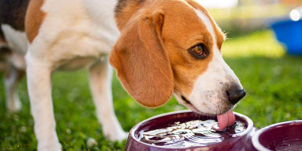 Why Is Water Critical for Your Pet’s Health?