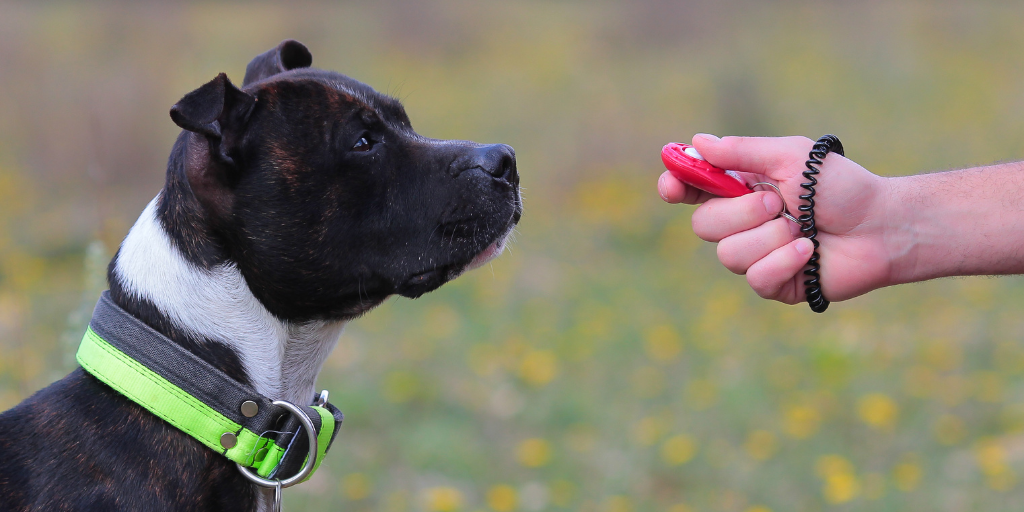 Tips For Clicker Training