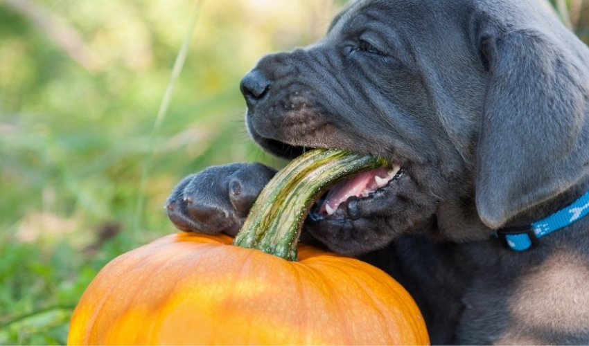 Benefits Of Pumpkin In Your Dogs Treats And Foods