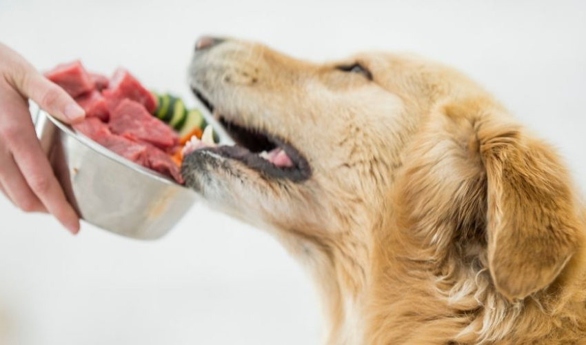 Considering Raw Food for Your Pet?