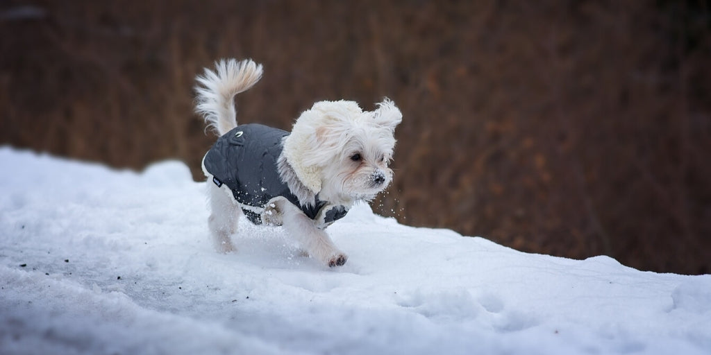 Winter Clothes for Dogs