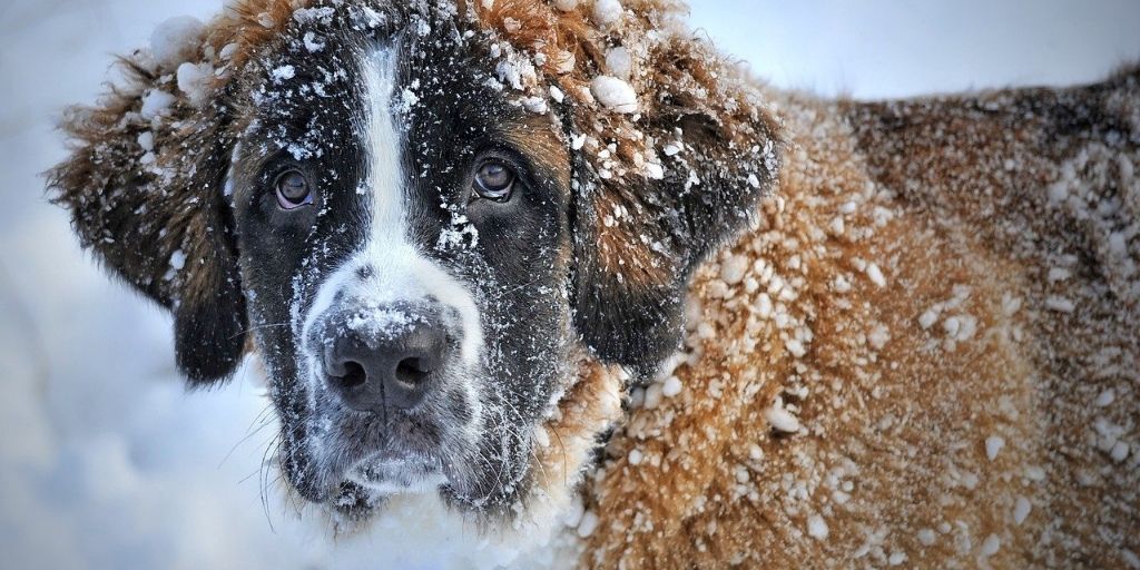 Best Practices for Caring for Your Pet During Extreme Cold