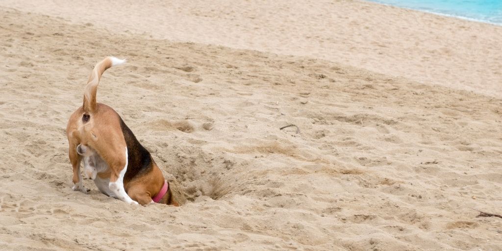 Five Ways To Stop A Dog From Digging Holes