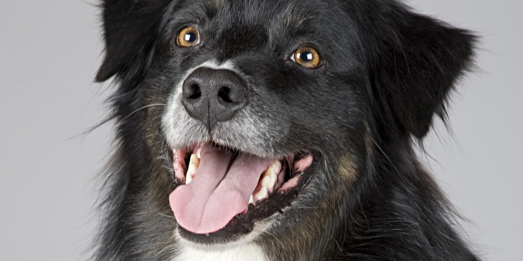 February: National Pet Dental Health Month