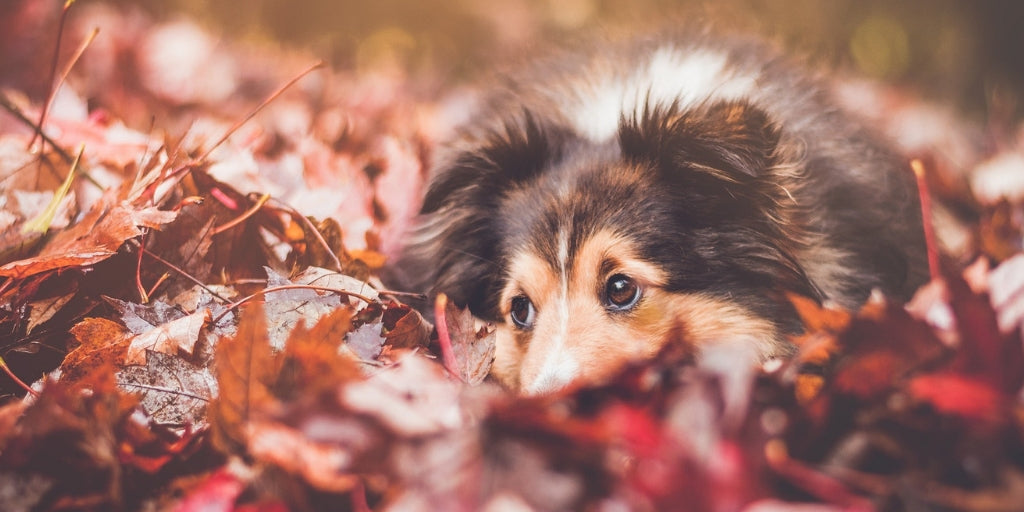 How You Can Keep Your Furry Friends Safe This Thanksgiving