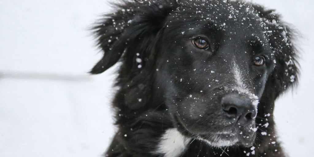 Keeping Your Dog Busy Indoors this Winter