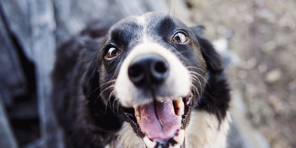 February is Pet Dental Health Month - Here's How To Take Care of Your Pet's Mouth