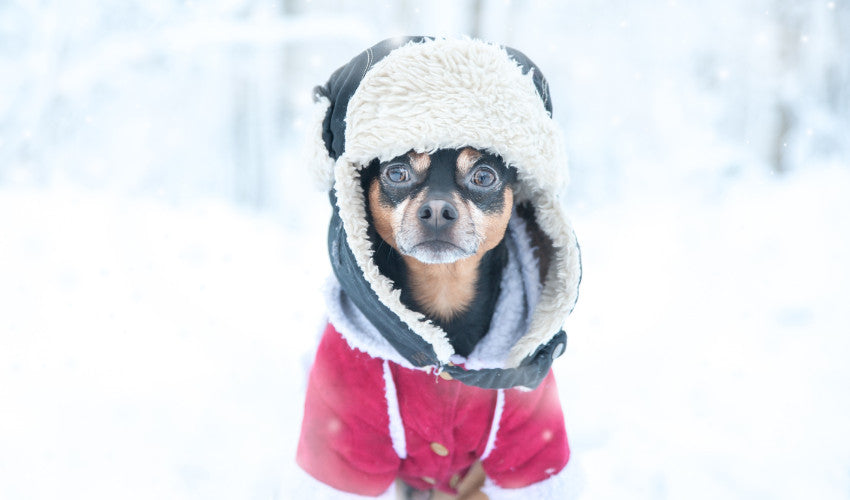Preparing Your Pets for Winter: Cold-Weather Essentials – Choice Pet