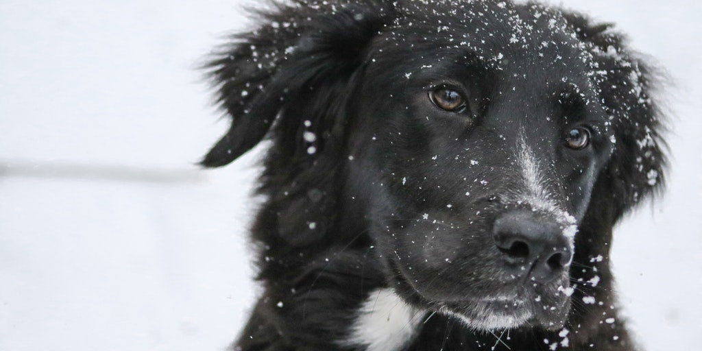 Have a Safe and Healthy Winter with Your Pet